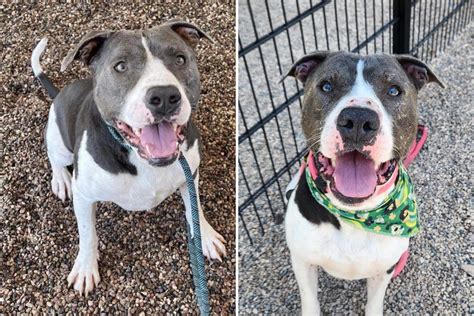Overcrowded Shelter Pleads to Save 'Longtimer' Dog From Being .